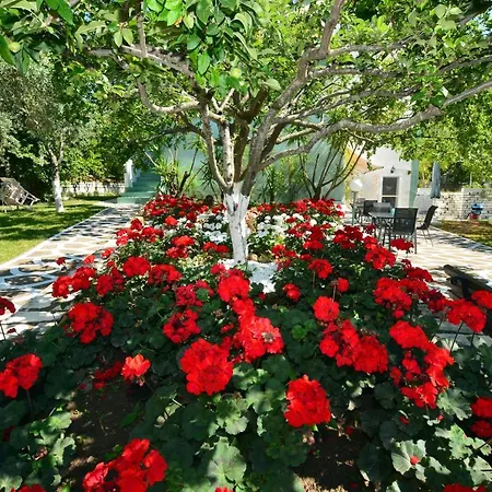 Emilia 3* Παχύς